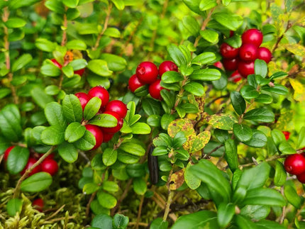 Puolukkamätäs. Vaicute osallistuu Oulun yliopiston hankkeseen.