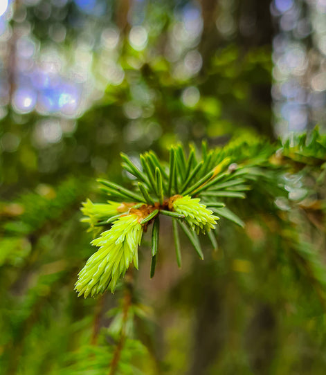 Yhteispakkaus: Kuusenkerkkä hoitoöljy (20 ml) ja Tyrni Käsi- & jalkavoide (50 g)